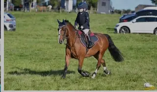 Stunning 122cm Champion Pony