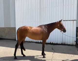 Outstanding TB Mare