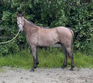Fabulous Irish Draught Filly yearling 