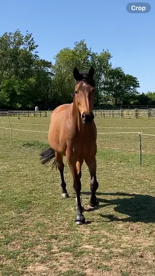 Very well bred 16.3 12 yr old bay gelding 