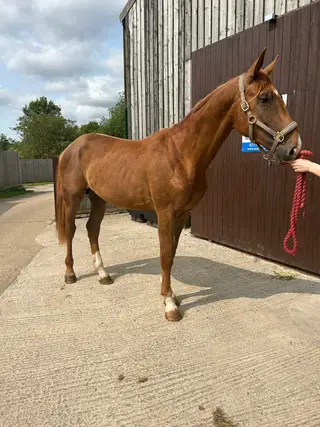2 year old Premium Graded colt by Secret 