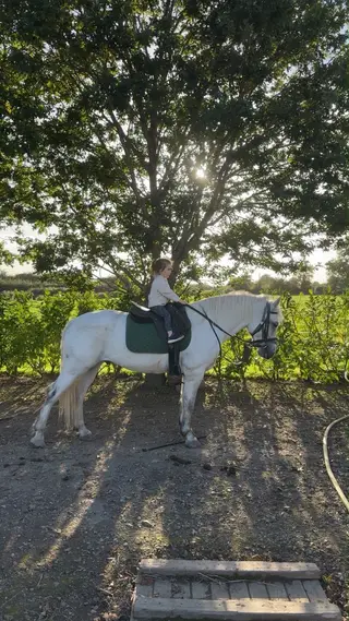 5yo Connemara gelding