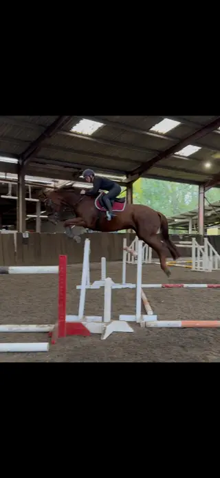 Talented Mare Seeking Her Person