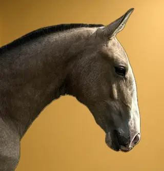 Lusitano by Fogoso