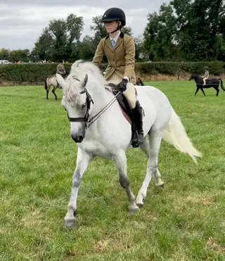 Connemara Gelding 6 years By Dexter Leam Pondi 