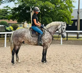 Classy Irish All-Rounder with Scope and Style- TROJAN