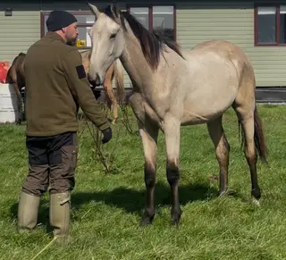 Homebred Buckskin Warmblood yearling 