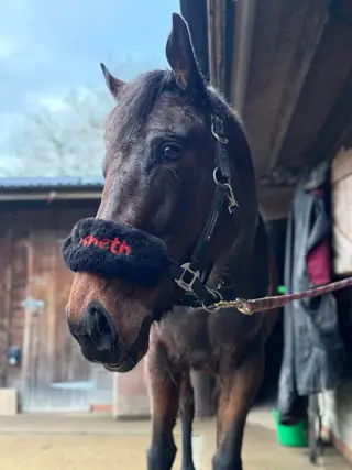 ON TRIAL Young Ex Race Horse for sale