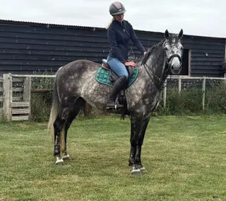 Rupert – Ideal RC, Hunting or Mother–Daughter Share
