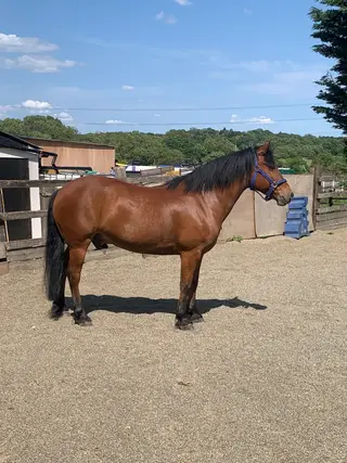 Charlie Hilltop Brexit – Genuine All-Rounder 