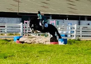 Henry – super sweet cob, ideal hunter!