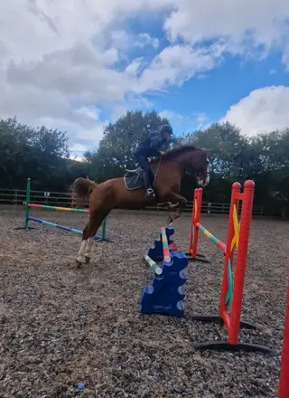 ISH SHOWJUMPER/ COMPETITION HORSE