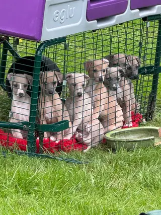 KC registered Whippet Puppies