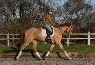Exceptionally smart gelding