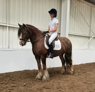 Sensible Forward Going Cob