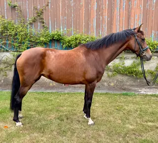 Special Youngster with Grand Prix Bloodlines