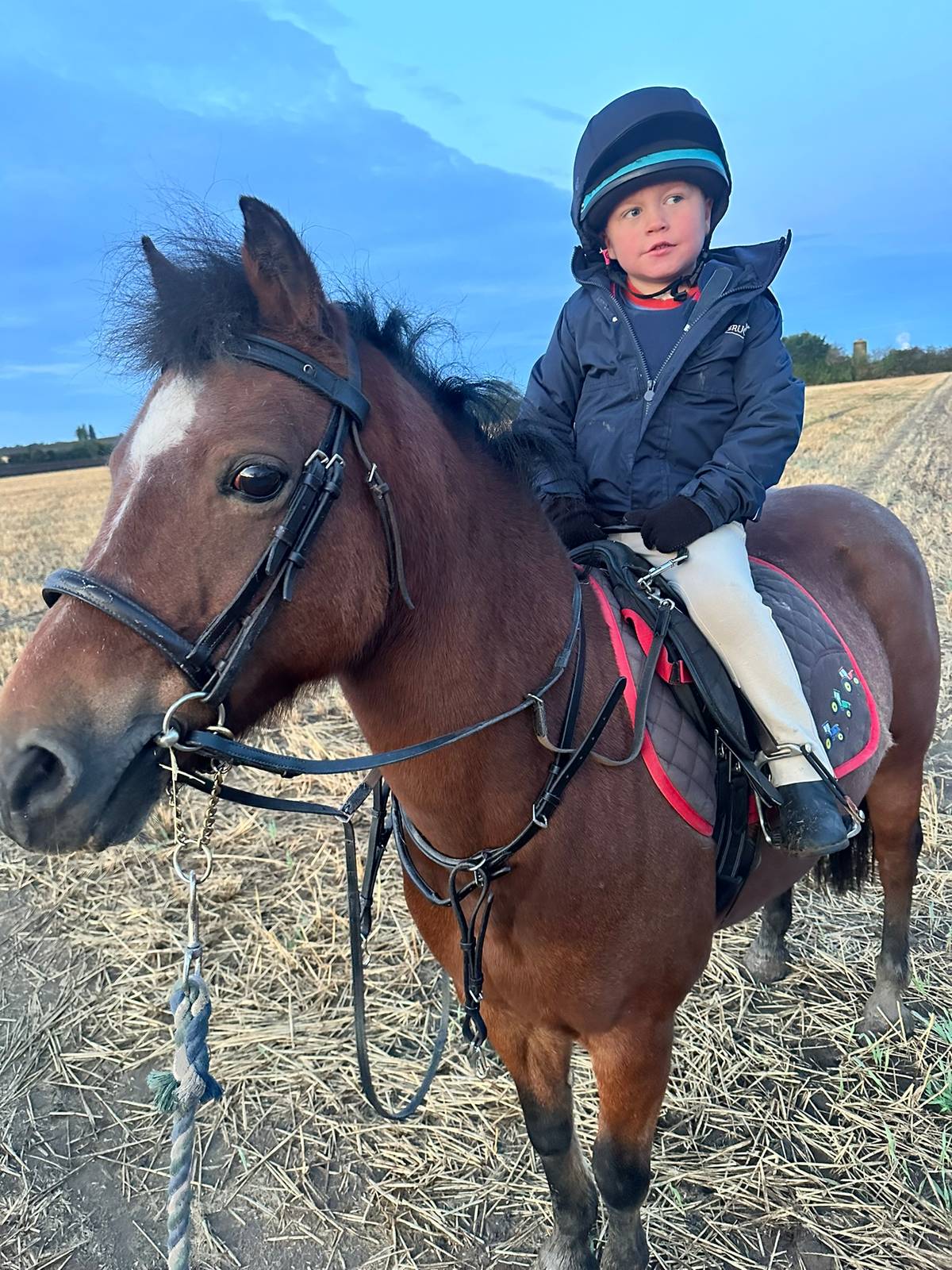 Pony for Sale Lead rein pony