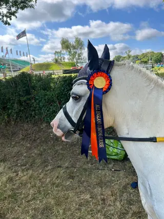 Fantastic Welsh A pony club pony