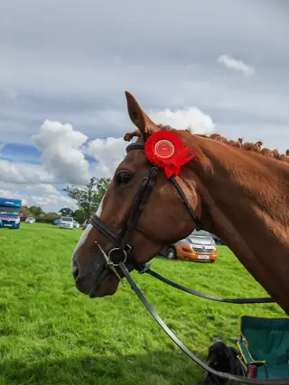 Ex Racehorse looking for new home