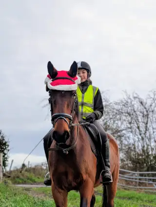 Forest - Super quiet sensible gelding