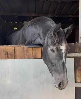 Flashy Event/SJ Prospect by HHS Cornet