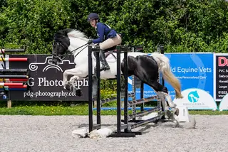 Pony Club/ Allrounder 14.1 Piebald Mare 14 years