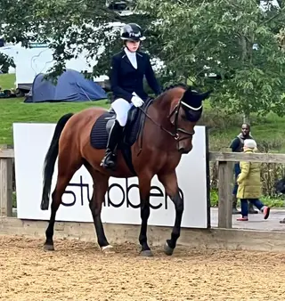 Stunning KWPN All-Rounder
