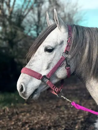 Super Safe Registered Highland- True All-Rounder- ALFIE