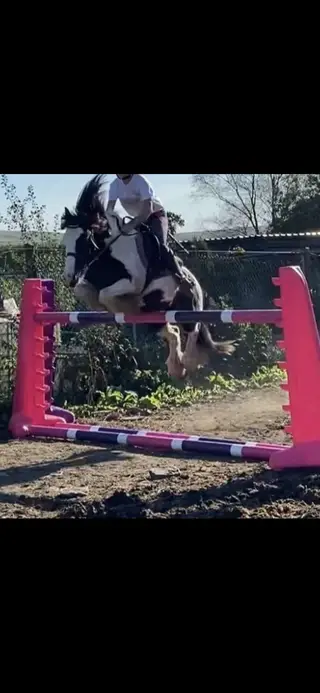 Push-Button 13.2hh Mare – Jumps Anything