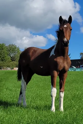 🌟 Bred to Jump! 🌟