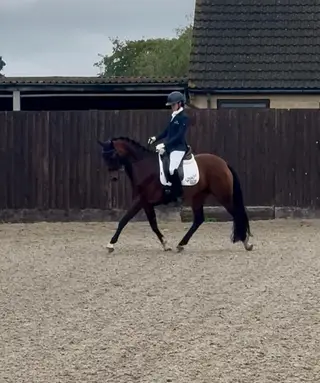 Special Youngster with Grand Prix Bloodlines