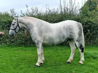 Wonderful Coloured Cob