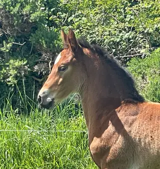 Top class Filly ISH foal 
