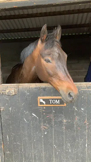 Handsome kind all rounder