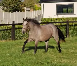 Connie x Draught  2yr Filly to make circa 15.2hh