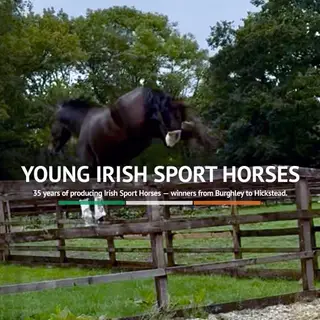 🇮🇪 New Batch of Irish 3YOs Ready to View 🇮🇪