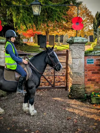 Bailey - Slow kick along