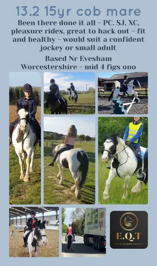 Fantastic 13.2 15yr cob mare been there done it all!