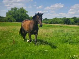No Pressure Equine Full/Retirement/Youngstock Grass Livery