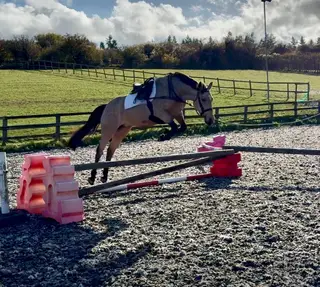 Potential performance pony