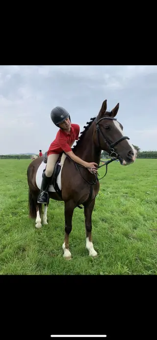 Beautiful dressage prospect & all rounder