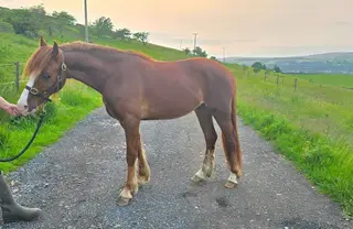 Beautiful welsh C Gelding 