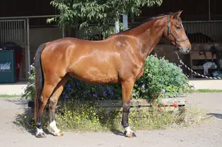 Homebred 6yo WB Gelding by Billy Congo with Darco dam lines