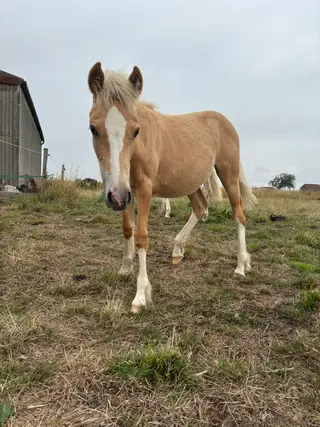 Fantastic Palomino foal by Double Pleasure 