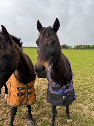 British Riding Pony