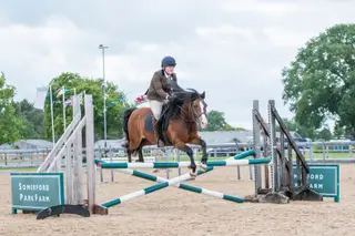 Gorgeous fun bay 13.2 Welsh section C 13 year old gelding. 