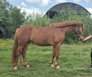 Superstar Prospect