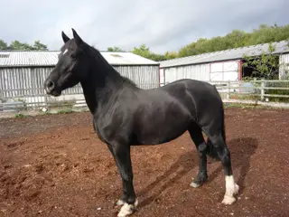 Well Bred Welsh D Mare
