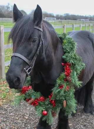 Registered Fell all-rounder