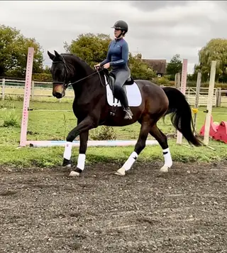 17h 8 Year Old Gelding With Bright Future Ahead!